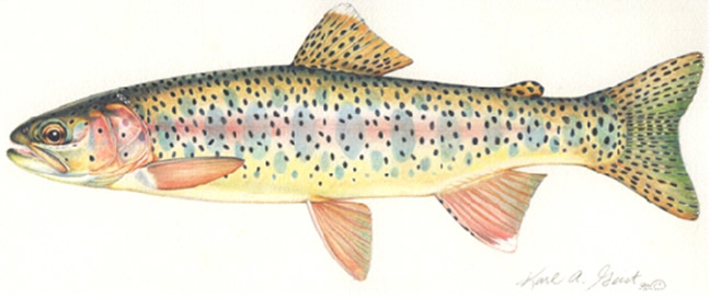 Rainbow (Trout Oncorhynchus mykiss)