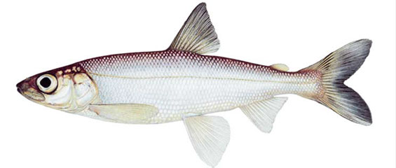 Figure 1. Dessin du Cisco kiyi (Coregonus kiyi) © Joseph Tomelleri (Voir description longue ci-dessous.)