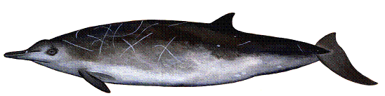 Sowerby’s beaked whale