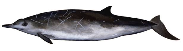 Baleine à bec de Sowerby