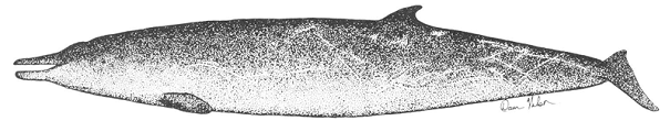 Figure 1. Baleine à bec de Sowerby. Redessinée à partir de Watson (1981) par Dawn Nelson