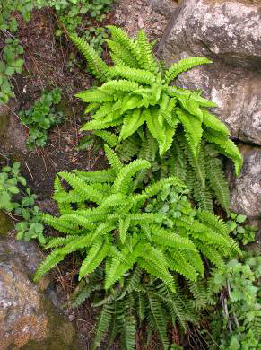 Photo of ountain Holly Fern