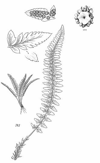 Illustration of mountain holly fern 