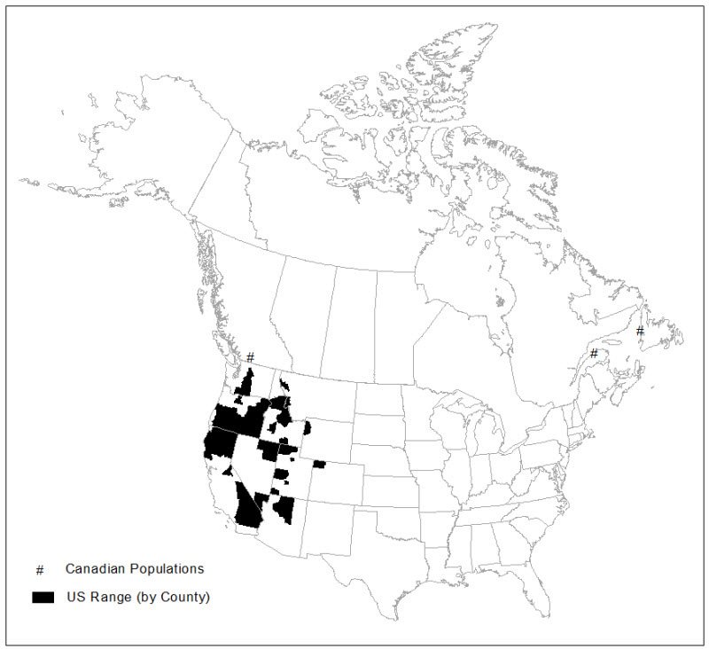 map of global distribution of mountain holly fern in North America