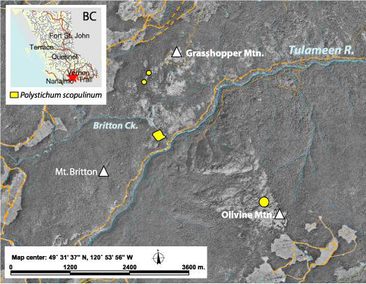 map showing British Columbia DISTRIBUTION FOR mountain holly fernh.