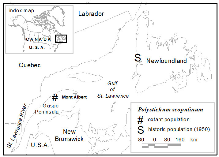 Map of mountain holly fern distribution in Eastern Canada