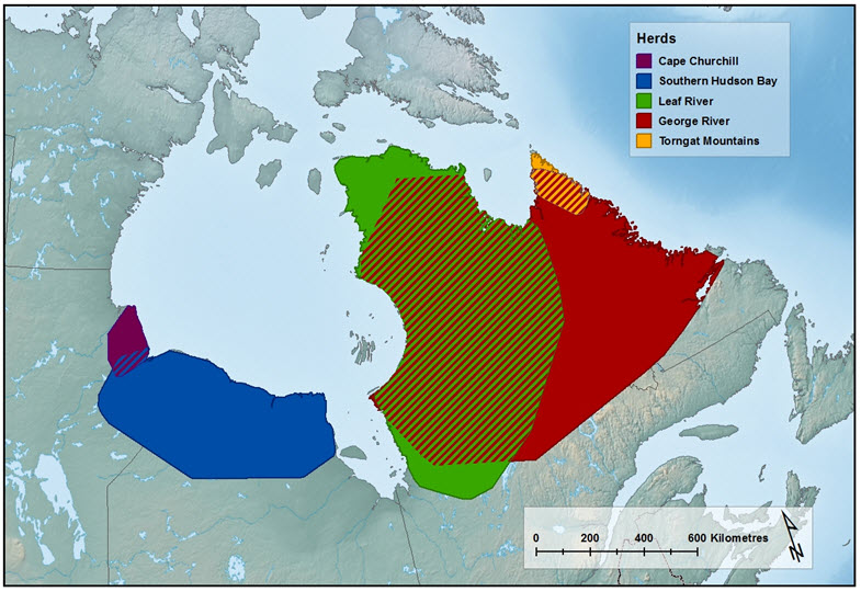 Map of Torngat Mountains Caribou population