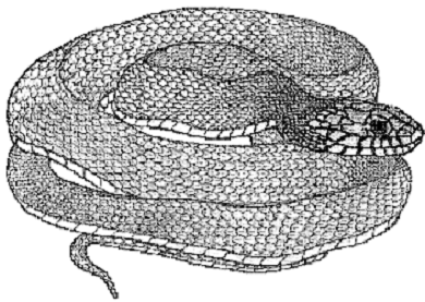 Couleuvre d'eau du lac Érié (Nerodia sipedon insularum)