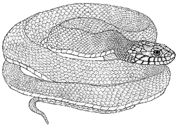 Lake Erie Watersnake (Nerodia sipedon insularum)