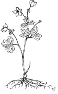 Figure 1. Dessin de l’Enemion biternatum (par M. Thompson).