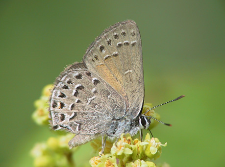 Photo: ehr's Hairstreak