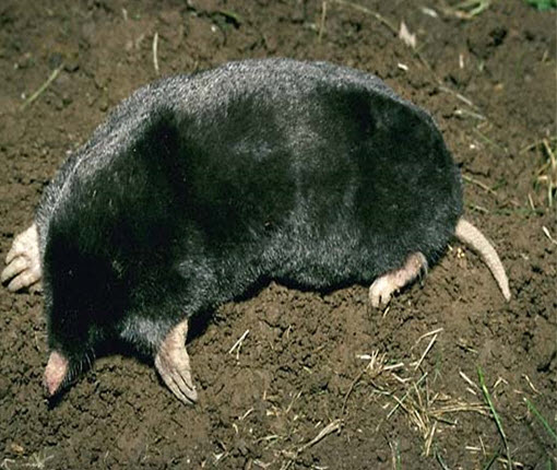 Photo of Townsend’s Mole 