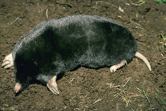 Townsend's Mole