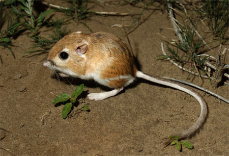 Ord’s kangaroo rat (Dipodomys ordii)