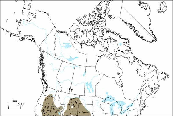 Figure 2: The distribution of Ord’s kangaroo rats in Canadaand the northern U.S.