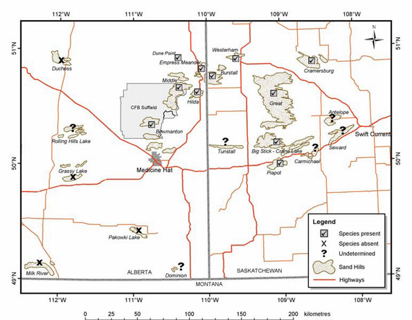 Figure 3: The distribution of Ord’s kangaroo rats and the locations of surveys for the species in sand hills of southwestern Saskatchewanand southeastern Alberta.