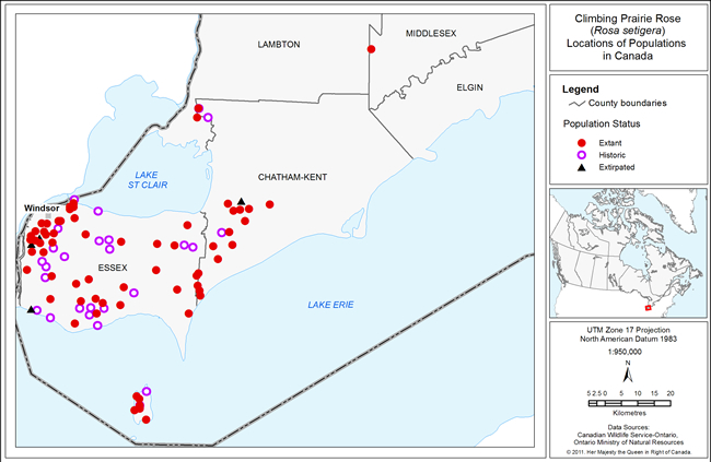 Figure 2. The locations of Climbing Prairie Rose populations in Canada. (See long description below)