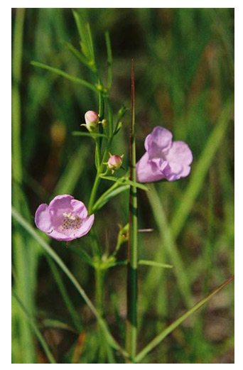 La figure 1 est une photographie rapprochée des fleurs violet-rose.
