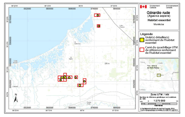 L'habitat essentiel de la gérardie rude au Manitoba