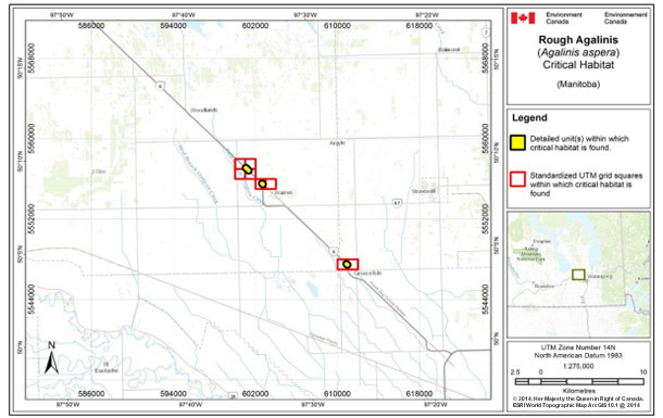 Map showing Critical habitat for Rough Agalinis in Manitoba.