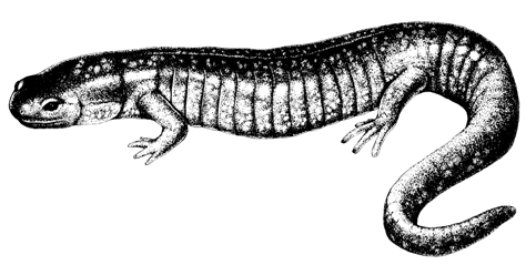 Small-mouthed Salamander