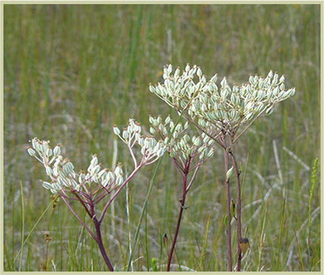 Tuberous Indian-plantain
