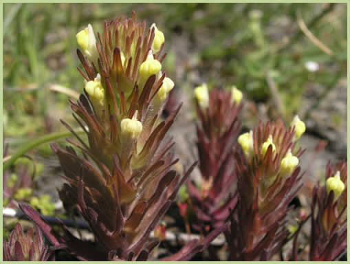 Photo of Victoria's Owl-clover