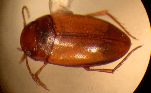 Photo: Bert’s Predaceous Diving Beetle 