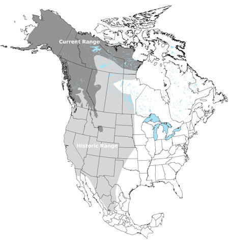 Figure 1. Grizzly bear range in North America (see long description below).