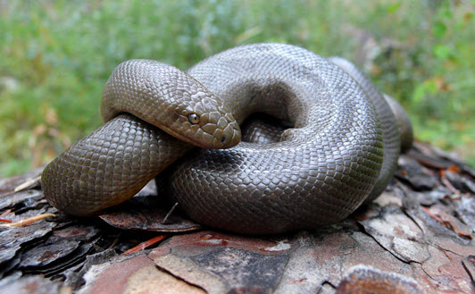 Photo of a Northern Rubber Boa coiled on leaf litter