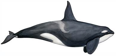 drawing of killer whale