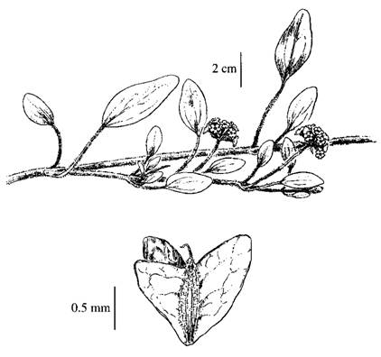 Figure 1. Illustration of Abronia umbellata (ssp. breviflora). (Line drawing from Hitchcock 1964, by permission).