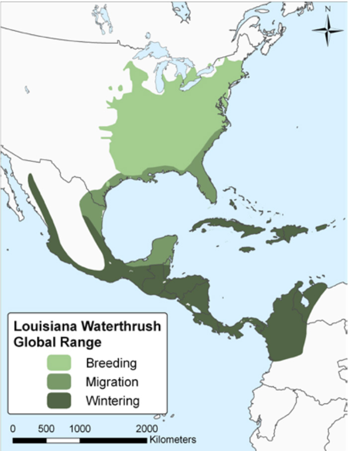 Map of the global range of the Louisiana Waterthrush