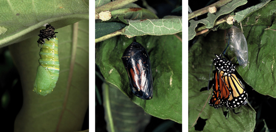La figure 2 représente une série de trois images de la maturation des pupes du monarque juste avant qu'ils se transforment en papillon.