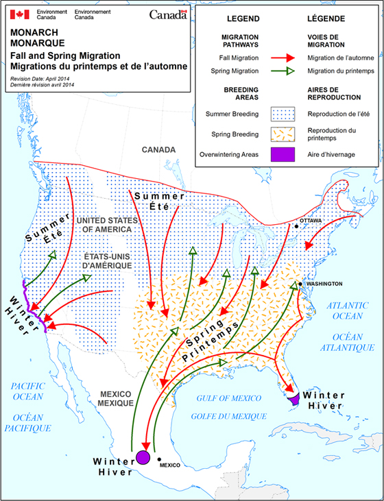 La figure 3 représente une carte qui trace la migration printanière et automnale du monarque et son aire de reproduction au printemps et en automne. (Voir description longue ci-dessous.)