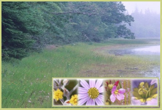 Photo of multiple species of Atlantic Coastal Plain Flora