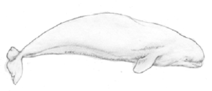 Béluga (Delphinapterus leucas)