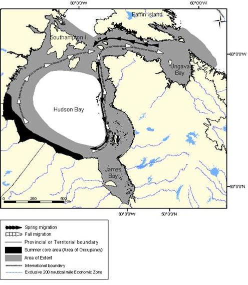 Figure 7: Extent of occurrence (area of extent) and summer core area of the Western Hudson Baypopulation of belugas.