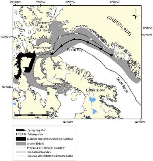 Figure 8: Extent of occurrence (area of extent) and summer core area of the Eastern High Arctic –Baffin Bay population of belugas.