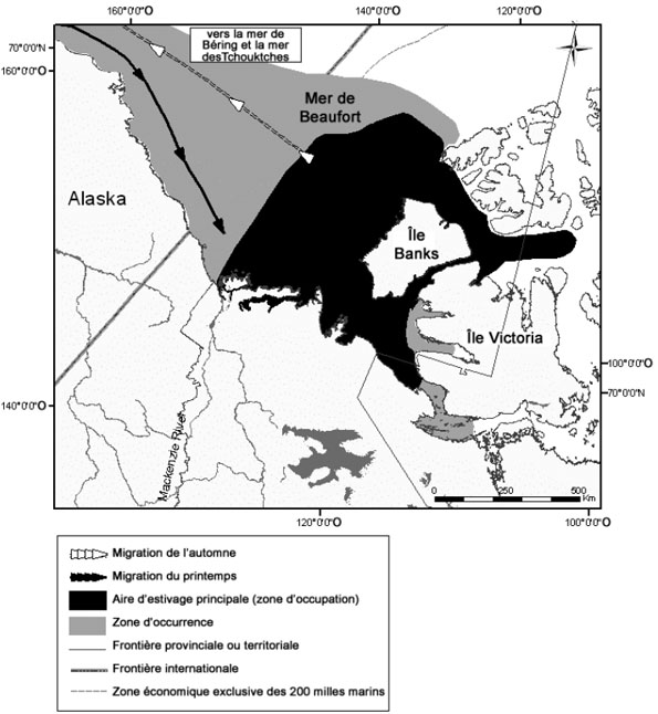 Figure 10 : Zone d’occurrence et aire d’estivage principale de la population de bélugas de l’est de la mer de Beaufort.
