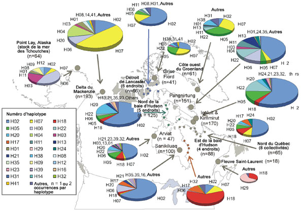 Figure 3 : Fréquence des haplotypes d’ADNmt chez le béluga dans 12 régions de l’Amérique du Nord et dans l’ouest du Groenland. La dimension des diagrammes circulaires est proportionnelle à la taille des échantillons.