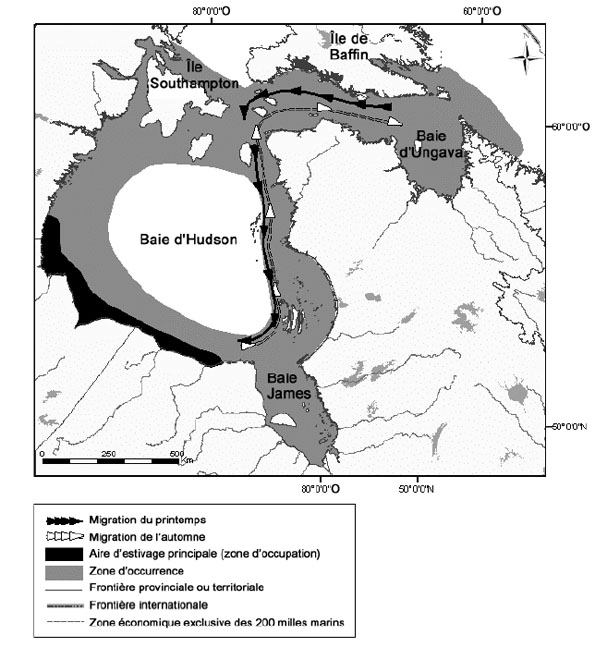 Figure 7 : Zone d’occurrence et aire d’estivage principale de la population de bélugas de l’ouest de la baie d’Hudson.