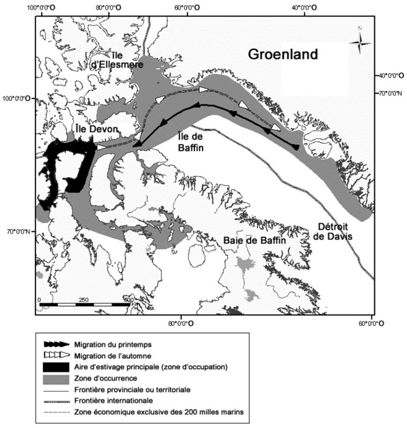 Figure 8 : Zone d’occurrence et aire d’estivage principale de la population de bélugas de l’est du haut Arctique et de la baie de Baffin.