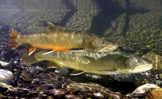 photo of bull trout