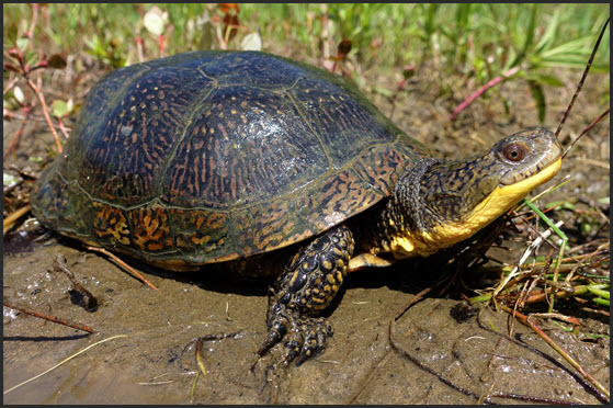 Blanding’s Turtle