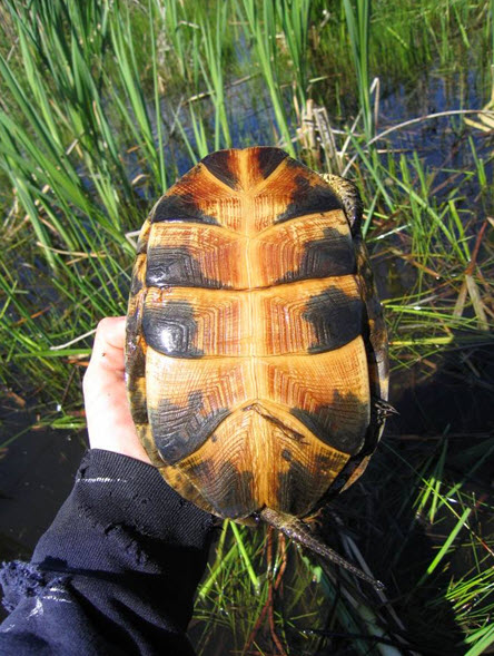 Adult female Blanding’s Turtle, ventral view.