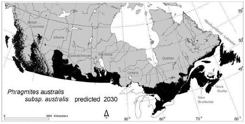 Minimal predicted distribution of invasive Phragmites a. australis by 2030