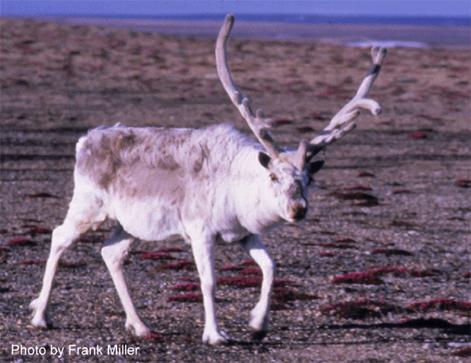 Figure 2. Caribou de Peary mâle, en livrée d’hiver/printemps, îles Reine-Élisabeth (photo : Frank Miller).