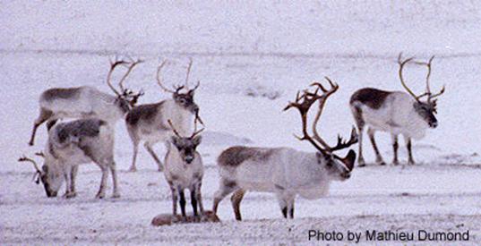 Figure 4.   Caribous de Dolphin-et-Union, île Victoria (Photo : Mathieu Dumond).