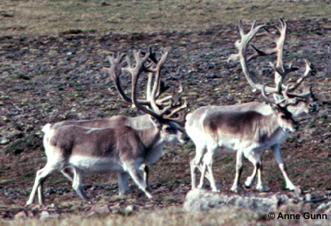 Figure 3.  Peary caribou males in summer pelage, Prince of Wales Island (photo by Anne Gunn).